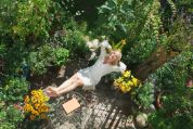 Junge, blonde Frau in weissem Kleid liegt inmitten von Blumen und Pflanzen auf einer Terrasse auf einem Stuhl und macht sich mit verschränkten Armen hinter dem Kopf lang (von oben betrachtet) Junge, blonde Frau in weissem Kleid liegt inmitten von Blumen und Pflanzen  auf einem Stuhl und macht sich mit verschränkten Armen hinter dem Kopf lang (von oben betrachtet)